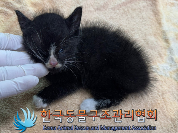 한국동물구조관리협회_411305202400737
